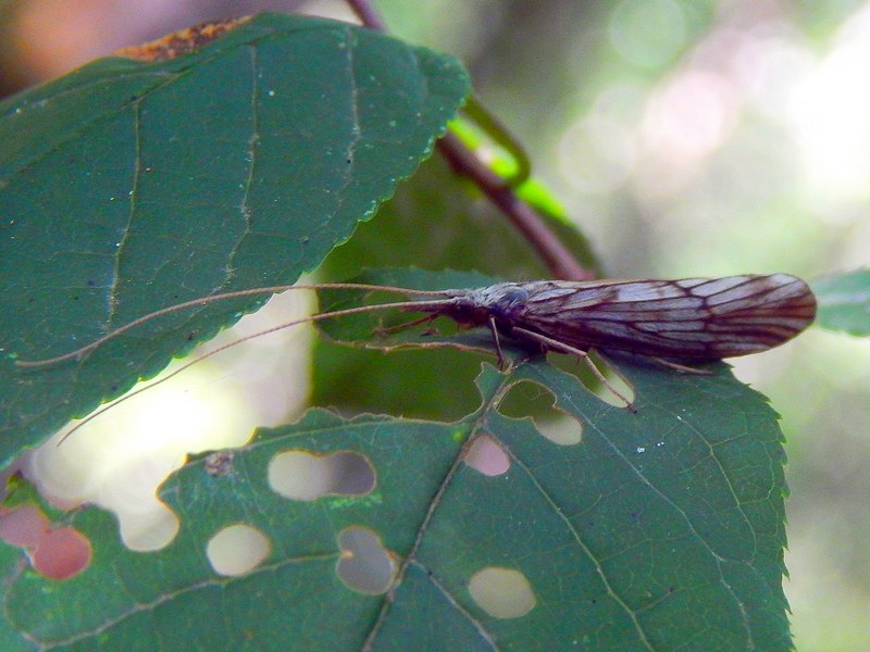 Odontocerum albicorne (Odontoceridae)